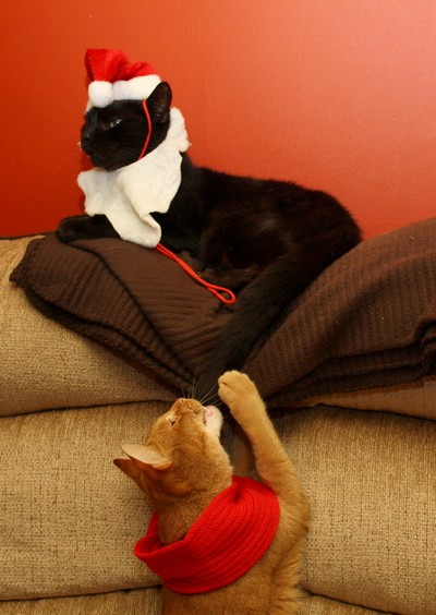 Scar and Rojo are looking forward to Christmas day